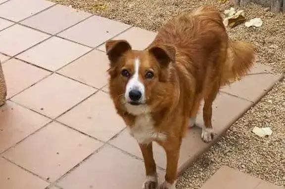 ¡Ayuda! Border Collie Whiskie Perdido en Sant Cugat