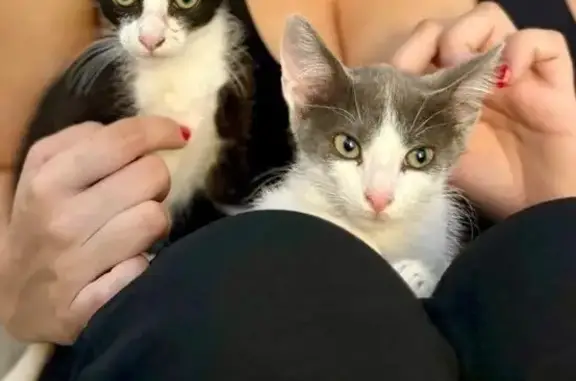 Gatitos Unidos Buscan Hogar Amoroso