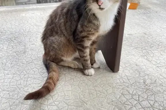 Chat européen maigre trouvé à Monthion - photo
