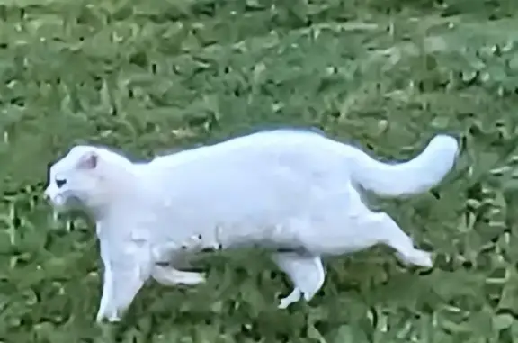 Animaux perdus Fayence, photo: Chatte blanche disparue à Fayence