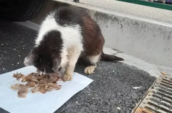 Chat tricolore mal en point vu - photo