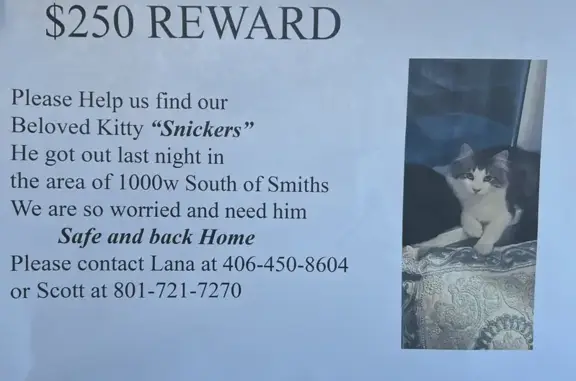 Lost Cat Snickers: $250 Reward - Help Find!