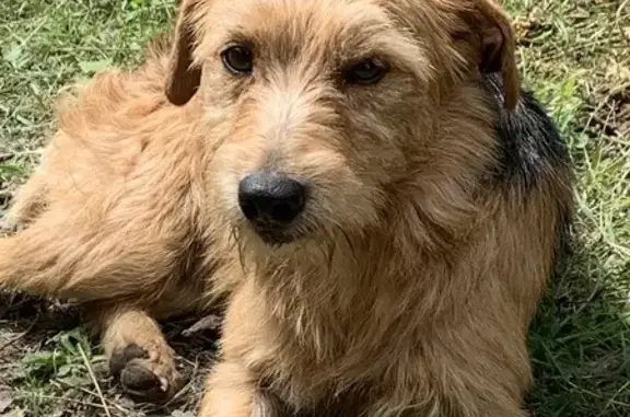Chien maigre trouvé à Saint-Genouph - photo