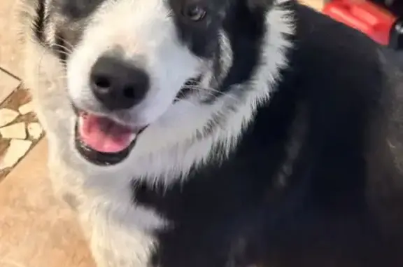 Found! Friendly Female Collie in Bakersfield