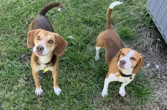 Lost Beagles Near Hovatter's Zoo - Help Find Them!