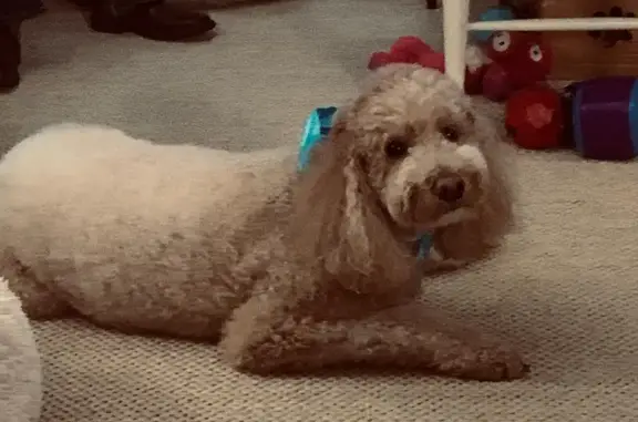 Lost Senior Poodle - Hopewell Rd, Gainesville