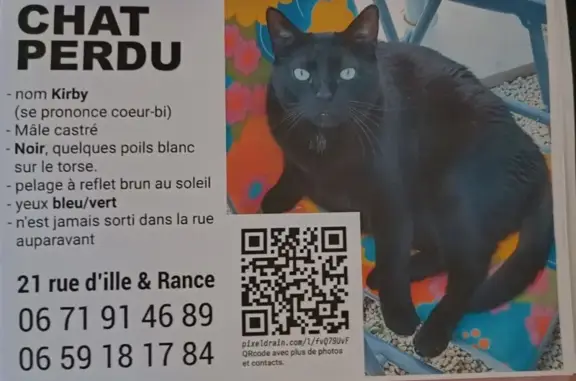 Animaux perdus Saint-Domineuc, photo: Chat Kirby disparu, noir, yeux bleus