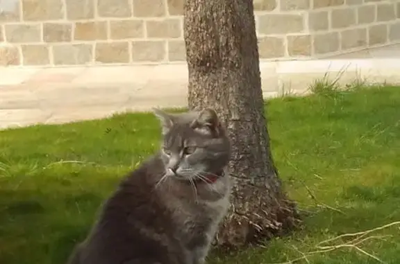 Animaux perdus , photo: Chatte grise/tigrée blessée disparue