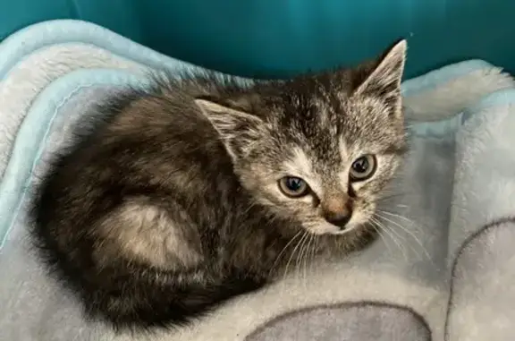 Chaton trouvé à Maslives - photo