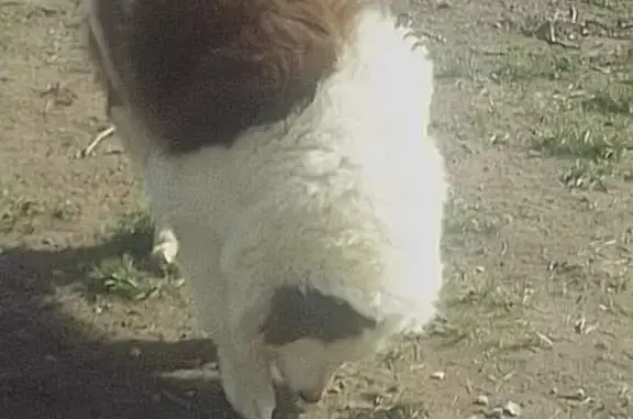 Chien perdu , photo : Chienne berger fugue à Lamenay