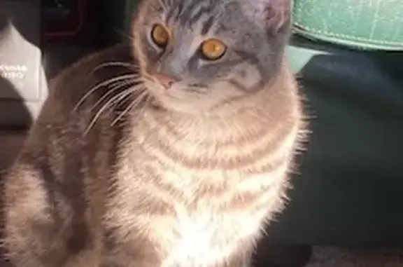 Chat gris tigré perdu à Nibelle - photo
