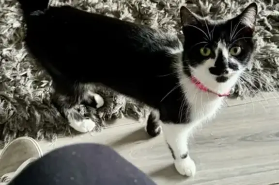 Lost Cat Alert: B&W Feline, Pink Collar #7 Quantock