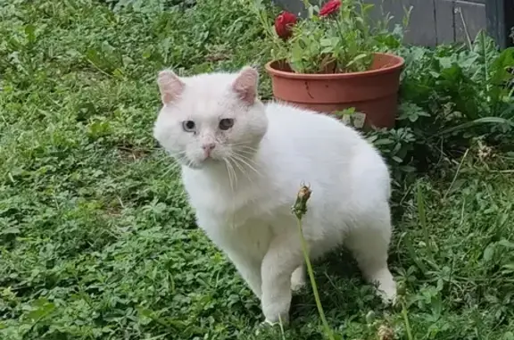 Chat blanc blessé trouvé à Varangéville - photo