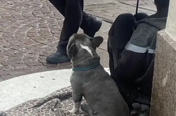 Chien trouvé , photo: Chien Bouledogue perdu à Strasbourg
