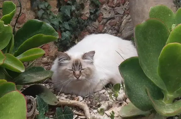 Chat sacré de Birmanie perdu - photo