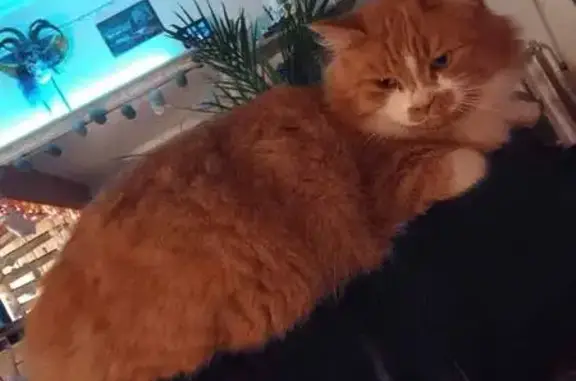 Animaux perdus Châbons, photo: Chat roux poil long perdu à Châbons