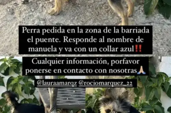 Perros perdidos, , foto: ¡URGENTE! Manuela, Perrita Perdida en Álora