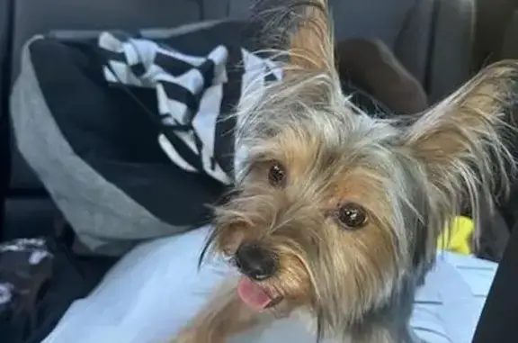 Lost Yorkie! Small Female - Brown/Tan - West 110th