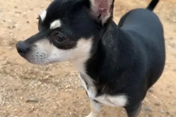 Lost Chihuahua: Help Find Kiki in Phoenix!
