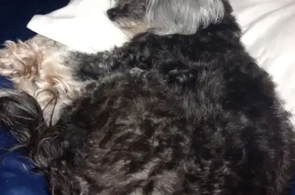 Help Find Gizmo: Blind, Lost Chinese Crested