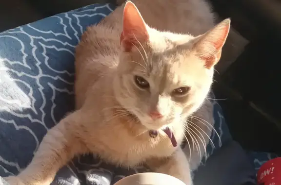 Lost Orange Tabby Cat in Norcross - Help Find Buddy!