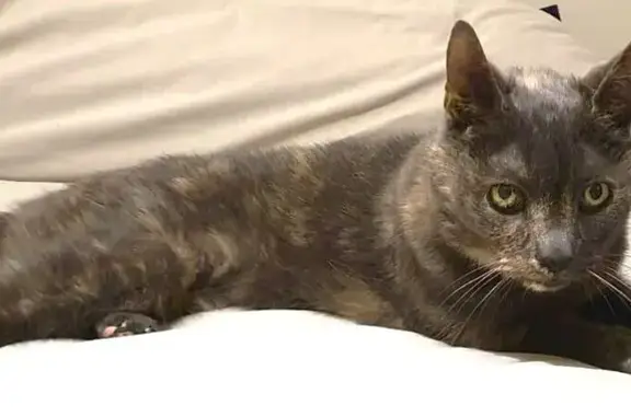 Animaux trouvés Le Perreux-sur-Marne, photo: Chatte âgée disparue au Perreux