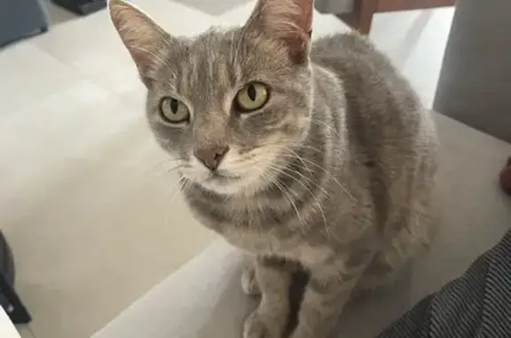 Chat perdu, La Motte, photo: Chatte grise et blanche disparue