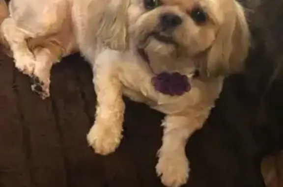 Lost Shih Tzu in Newark - Approach with Care!