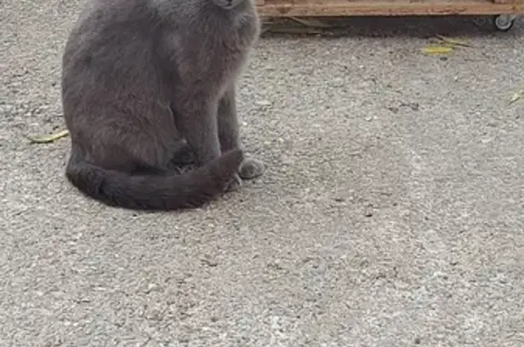 Chat mâle errant trouvé à Hauteville - photo