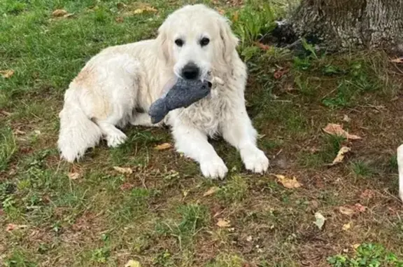 Chien perdu Cabriès, photo : Chien Golden Retriever perdu à Cabriès