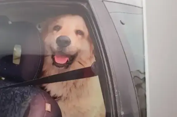 Chien perdu La Dominelais, photo : Chien croisé disparu à La Dominelais