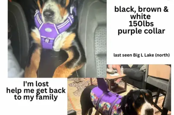 Lost Swiss Pup Baylee - 150lbs, Purple Collar!