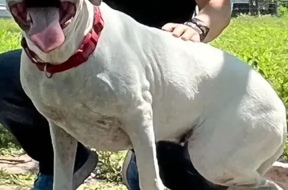 Lost Female Dog - White with Spots near Mile 8½