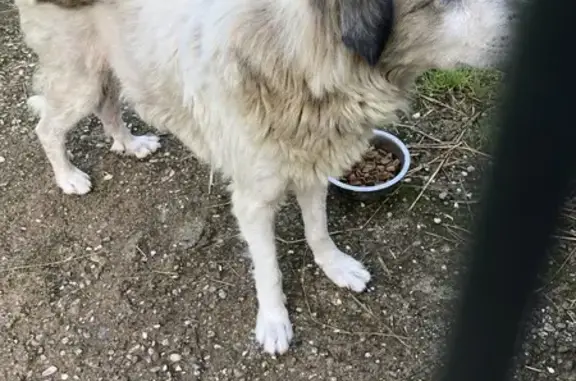 Chien errant à Betoncourt - photo