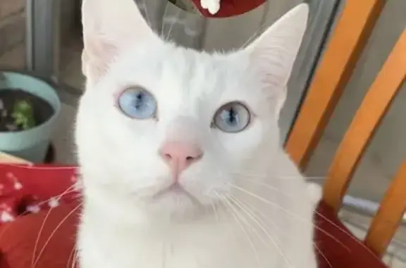 Gato Blanco Sordo y Tímido Perdido en Archena