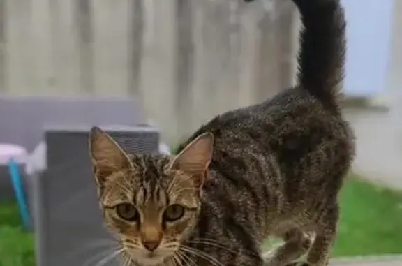 Chat trouvé Paris, photo: Chatte tigrée trouvée à Nogent
