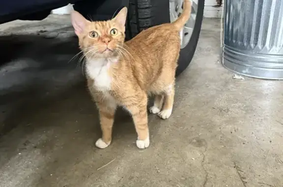 Found: Affectionate Orange Male Cat - Indianapolis