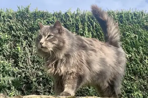 Chat perdu, Beuzeville, photo: Chat Baloo disparu à Beuzeville