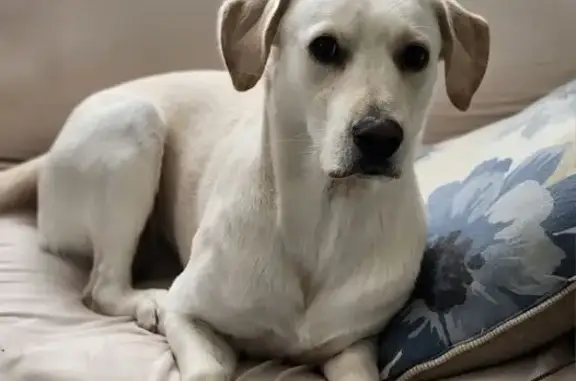 Lost Pup Casper in Goldsboro - Help Find Him!