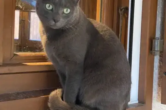 Chat perdu, Pers-Jussy, photo: Chat gris perdu à Pers-Jussy