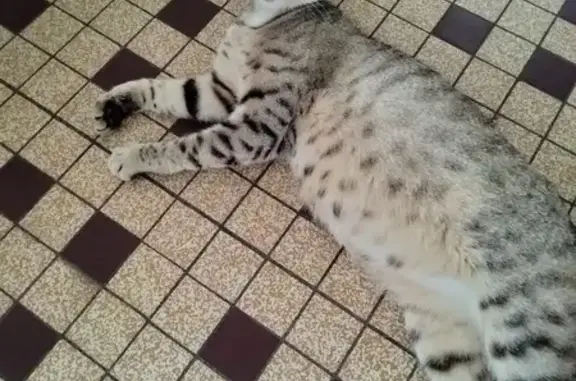Chatte gestante trouvée à Chartuzac - photo