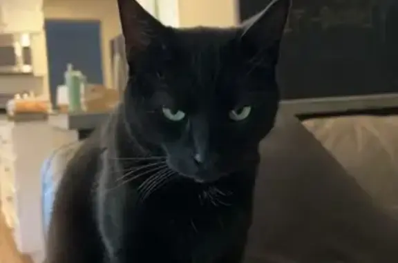 Lost Black Cat with Unique Eyes in Tigard!