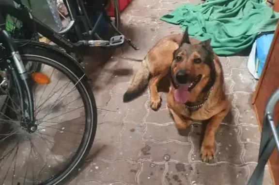 Chien berger docile trouvé - photo
