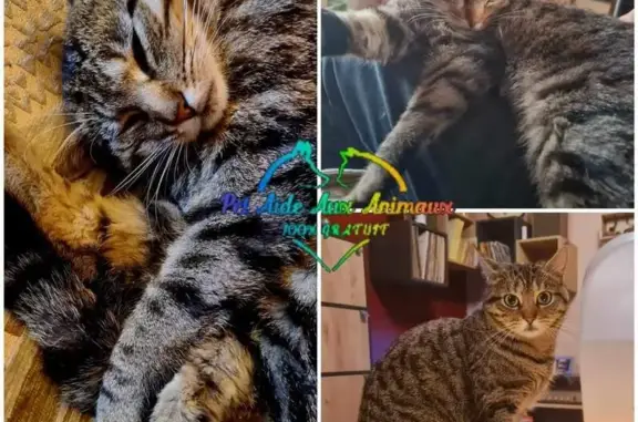 Chatte perdue à Flamanville - photo