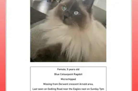 Lost Blue Ragdoll Cat in Arnold - Help Find Her!