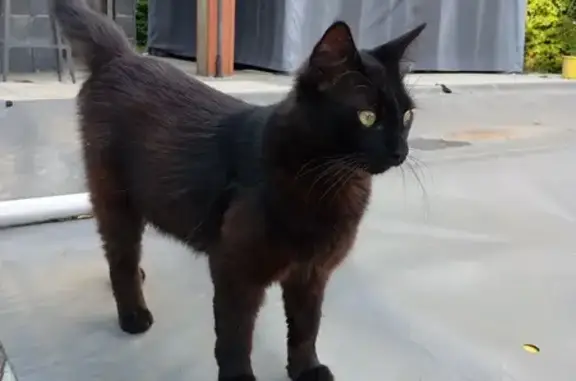 Chatte noire trouvée à Riscle - photo