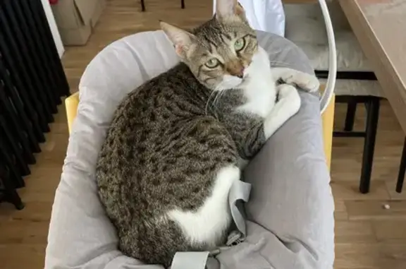 Chat perdu, , photo: Chat à 3 pattes disparu