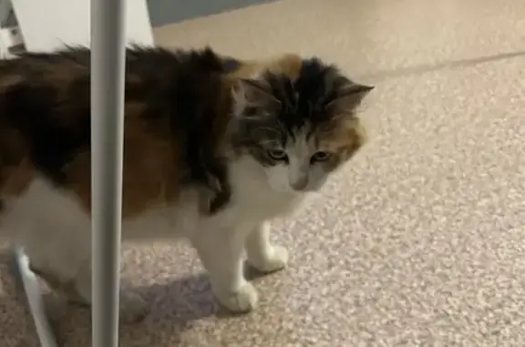 Chat bicolore perdu au Havre - photo