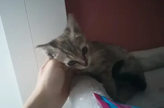Chaton sauvé à Trémissinière, Nantes - photo