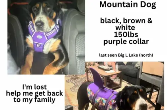 Lost Swiss Mountain Dog in Pleasant Plains, MI
